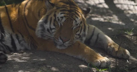 A tiger cub sleeps in the shade Stock Footage 91400795