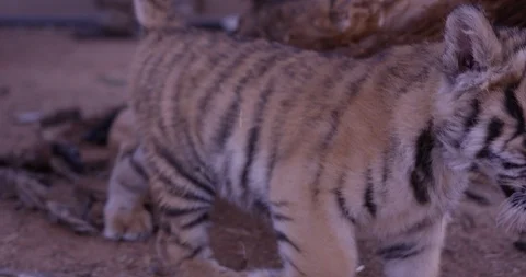 Tiger cub walking around close up through sun rays Stock Footage 85605508