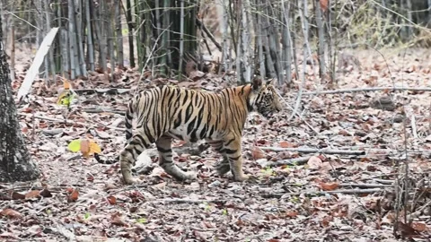 Tiger cub walks light footed in the jungles of Bandhavgarh national park Stock Footage 277448302