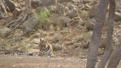 Tiger cubs in dry riverbed Stock Footage 320471541
