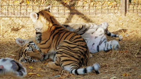 Tiger cubs frolic, play, bite each other in cage Video stock 199803863
