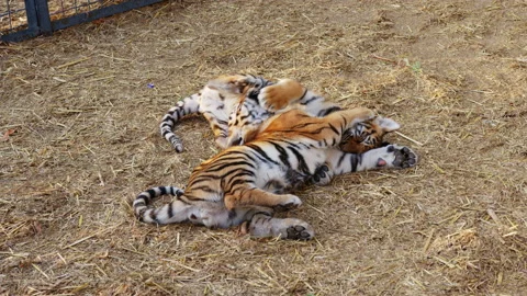 Tiger cubs frolic, play, bite each other in cage 스톡 동영상 199804598