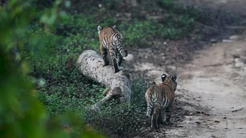 Tiger cubs jumping up on a log in Corbett national park Stock Footage 266688045