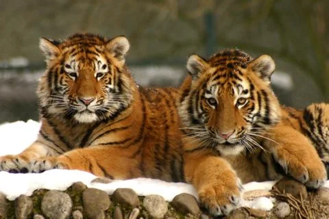 Tiger Cubs 스톡 사진