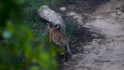 Tiger cubs playing cheerfully in Corbett national park Stock Footage 266687676