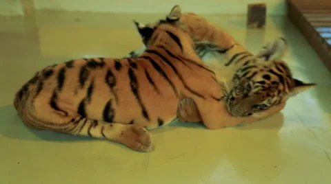 Tiger cubs playing with each other Stock Footage 57715008
