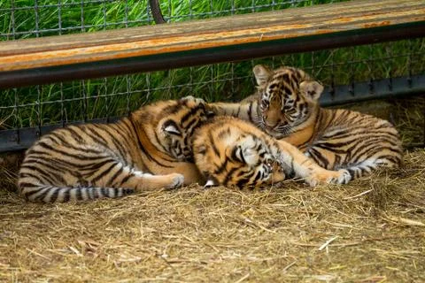 Tiger cubs playing Stock Photos