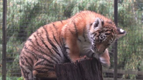 Tiger cubs relaxing on the tree stump at ZSL Whipsnade Zoo - 2018 Video stock 101206986