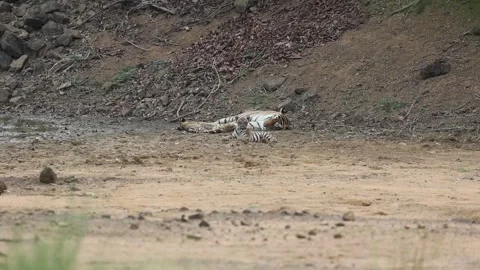 Tiger with cubs resting in between playing Stock Footage 278520793