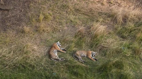Tiger cubs sleeping Stock Footage 320471421
