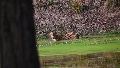 Tiger cubs snarling at us from its cool pond at Kanha national park Stock Footage 275166442