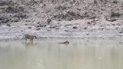 Tiger cubs trying to cool themselves in the pond at Bandhavgarh national park Stock Footage 277577171