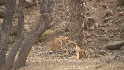 Tiger cubs under Palm tree 動画素材 320471555