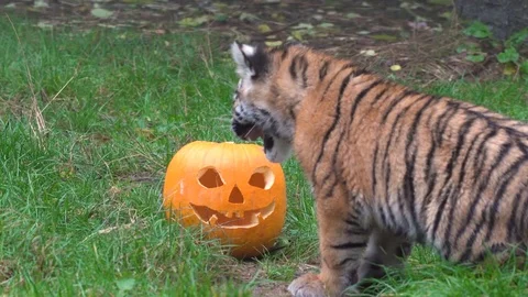 Tiger cubs walking and sitting near Halloween pumpkin at ZSL Whipsnade Zoo- 2018 Video stock 101206987