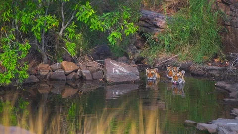 Tiger cubs in a waterhole Stock Footage 88280422