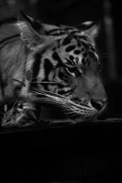 Tiger Curios Stock Photos