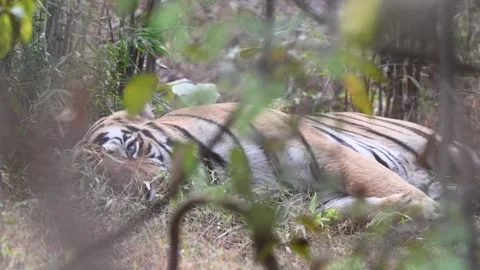 Tiger curiously blinking while resting in Tadoba national park Stock Footage 327521772