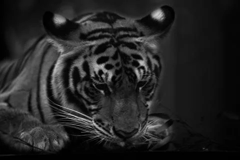 Tiger Cute Stock Photos