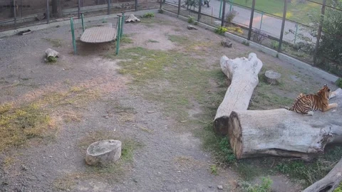 Tiger cute resting on a log 스톡 동영상 162732474