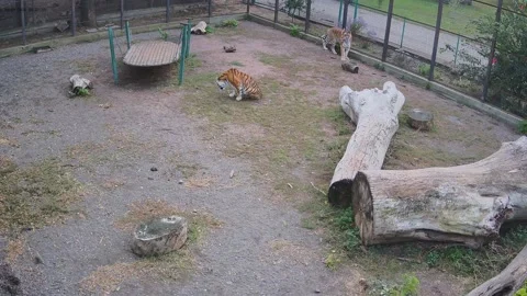Tiger cutely scratches the back while another tiger walks along the cage Stock Footage 163356100