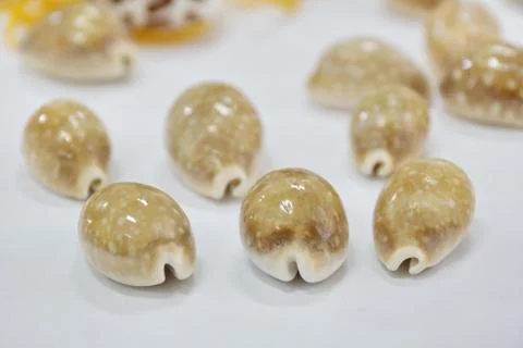 Tiger cypraea seashells close-up Photos