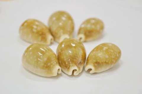Tiger cypraea seashells close-up 스톡 사진