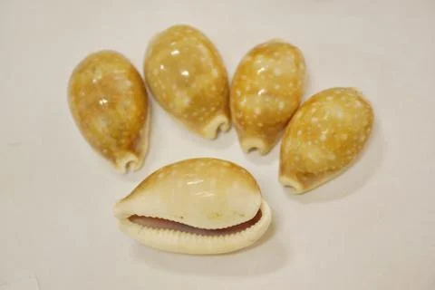 Tiger cypraea seashells close-up Fotos de archivo