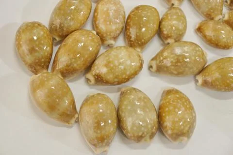 Tiger cypraea seashells close-up Stock Photos