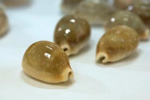 Tiger cypraea seashells close-up 스톡 사진