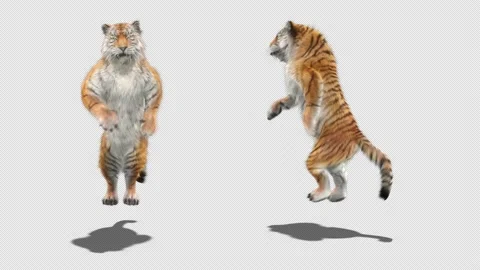 Tiger Dancing, with Alpha matte. 库存影片 137907672