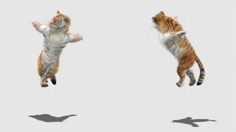 Tiger Dancing, with Alpha matte. 库存影片 137909217