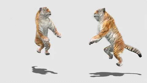 Tiger Dancing, with Alpha matte. 库存影片 137909474