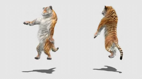 Tiger Dancing, with Alpha matte. 库存影片 137910635