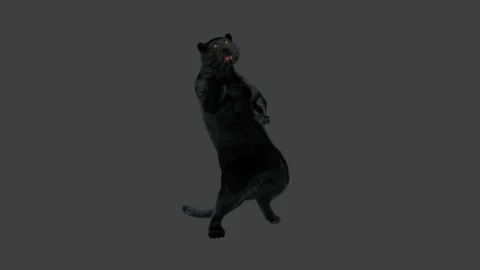Tiger Dancing, with Alpha matte. | Stock Video | Pond5