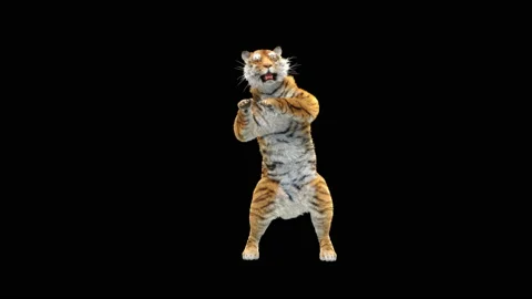 Tiger Dancing, with Alpha matte. Stock Footage 139534820