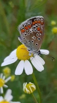 Tiger dappled butterfly Stock Photos