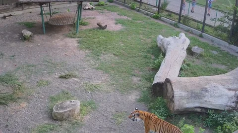 The tiger decided to lie down in the middle of the cage on the grass Stock Footage 159062168