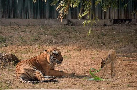 Tiger with deer Stock Photos