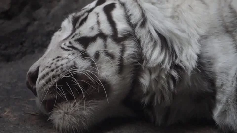 Tiger dies. environment protection Stock Footage 71429142