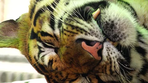Tiger. Disturbed sleep. Stock Footage 48561473