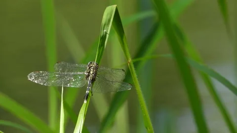 Tiger dragonfly  UHD MP4 4k video .. Stock Footage 139323187