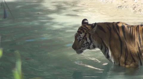 Tiger drink water Stock Footage 12678120