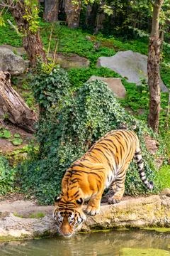 Tiger Drinking at a Forest Pond Stock Photos