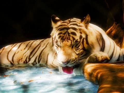 Tiger drinking Foto stock