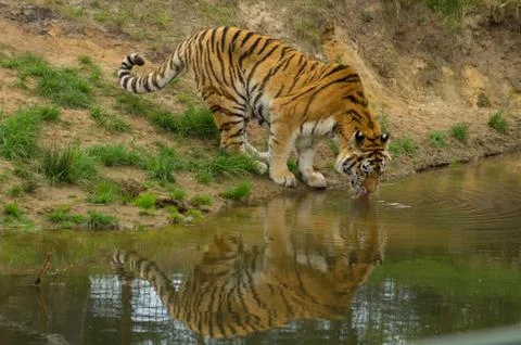 A tiger drinking Foto stock