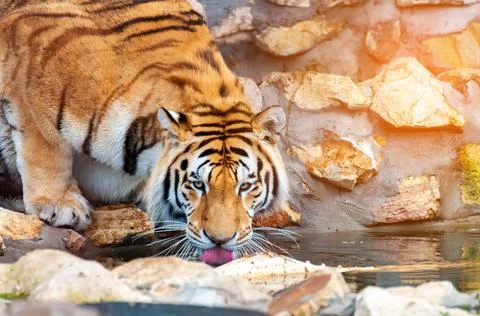 A tiger is drinking from a like Stock Photos