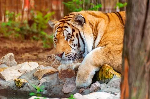 A tiger is drinking from a like Stock Photos