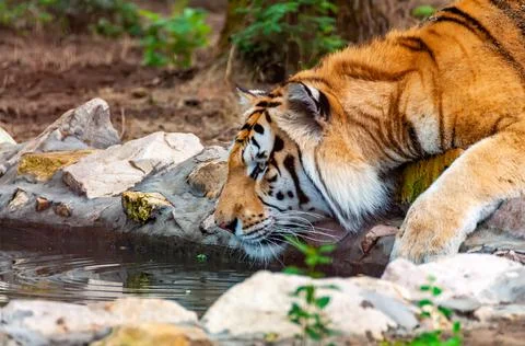 A tiger is drinking from a like Stock Photos