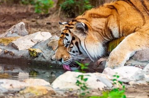 A tiger is drinking from a like Stock Photos