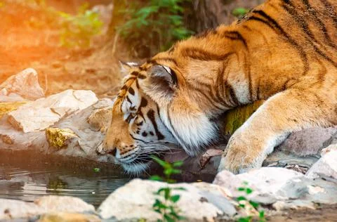 A tiger is drinking from a like Stock Photos